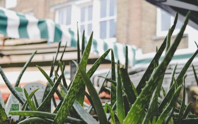 Manfaat Aloe Vera untuk Wajah