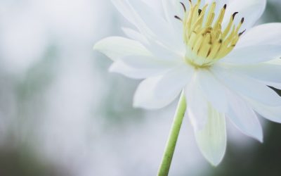 Bunga Turut Berduka Cita