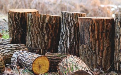 Kenali Jenis Kayu beserta Fungsinya