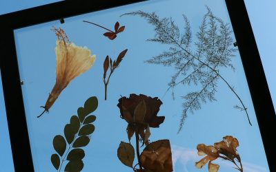 Cara Mengawetkan Bunga Asli