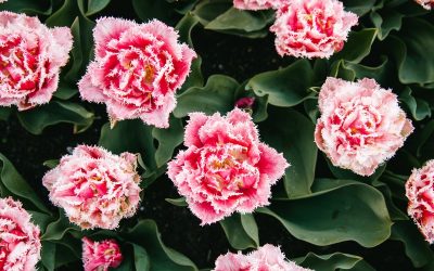 Tips Memilih Bunga Segar