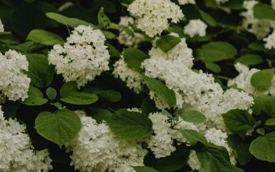 Manfaat Dari Bunga Melati