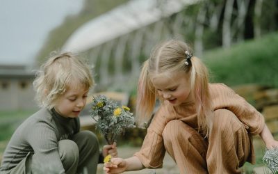 Mengenal Bunga Mata Kucing yang Indah