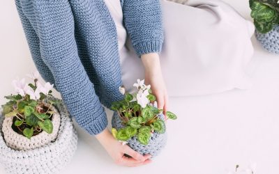 Cara menanam bunga Thunbergia di Rumah