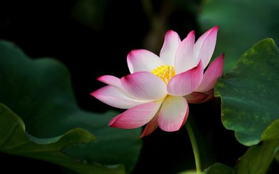 Apa itu Bunga Pukul Empat