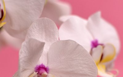 Tips agar Anggrek Cepat Berbunga