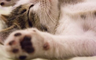 Menghilangkan bulu kucing pada Pakaian