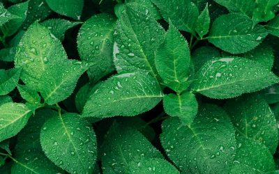 Aneka Manfaat dari Daun Kelor