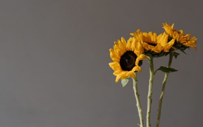 Makna Dan Manfaat Bunga Matahari