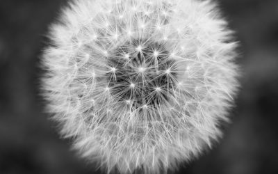 Filosofi Dari Bunga Dandelion