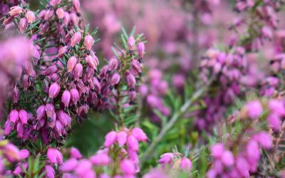 Kenali Makna Bunga Heather